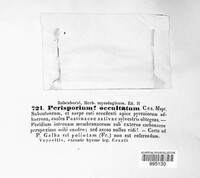 Image of Perisporium occultatum